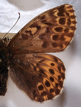 Polar perlemorsommerfugl, Boloria polaris. Nordst Grnland i juli mnede. Fotograferet p Zoologisk Museum, Kbenhavn d 8 November 2007. Fotograf: Lars Andersen