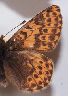 Polar perlemorsommerfugl, Boloria polaris. Nordst Grnland i juli mnede. Fotograferet p Zoologisk Museum, Kbenhavn d 8 November 2007. Fotograf: Lars Andersen