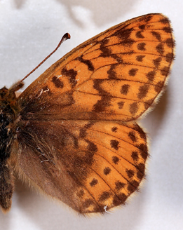 Polar perlemorsommerfugl, Boloria polaris. Nordst Grnland i juli mnede. Fotograferet p Zoologisk Museum, Kbenhavn d 8 November 2007. Fotograf: Lars Andersen