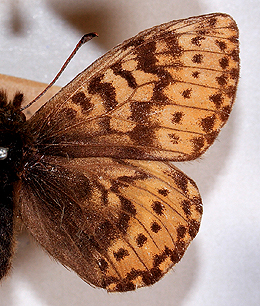 Polar perlemorsommerfugl, Boloria polaris. Nordst Grnland i juli mnede. Fotograferet p Zoologisk Museum, Kbenhavn d 8 November 2007. Fotograf: Lars Andersen