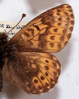 Polar perlemorsommerfugl, Boloria polaris. Nordst Grnland i juli mnede. Fotograferet p Zoologisk Museum, Kbenhavn d 8 November 2007. Fotograf: Lars Andersen