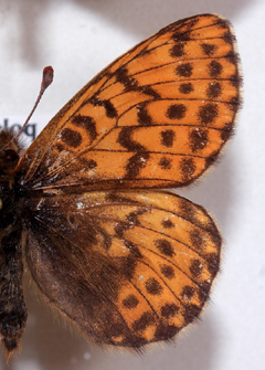 Polar perlemorsommerfugl, Boloria polaris. Nordst Grnland i juli mnede. Fotograferet p Zoologisk Museum, Kbenhavn d 8 November 2007. Fotograf: Lars Andersen