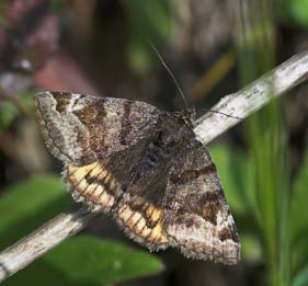 Daggrsugle, Euclidia glyphica. Ronneby, Blekinge. d. 26 maj 2007. Fotograf: Trolls Melgaard