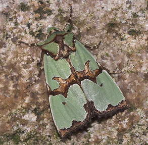Rokokkougle, Staurophora celsia. Hakafors, Småland, Sverige. d. 8/9 2007. Fotograf: Lars Andersen