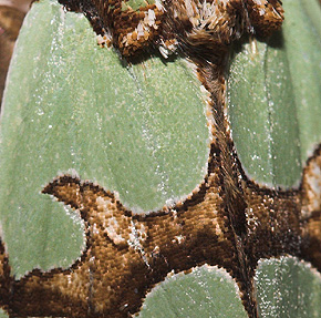 Rokokkougle, Staurophora celsia. Hakafors, Småland, Sverige. d. 8/9 2007. Fotograf: Lars Andersen