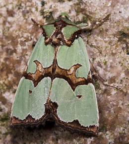 Rokokkougle, Staurophora celsia. Hakafors, Småland, Sverige. d. 8/9 2007. Fotograf: Lars Andersen