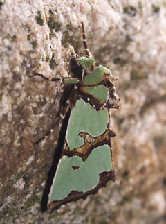 Rokokkougle, Staurophora celsia. Hakafors, Småland, Sverige. d. 8/9 2007. Fotograf: Lars Andersen
