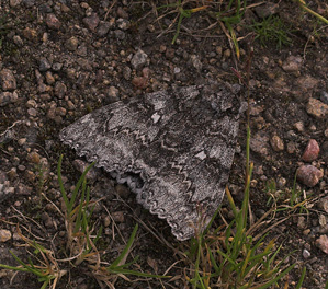 Blå Ordensbånd, Catocala fraxini. Hakafors, Småland, Sverige. d. 8/9 2007. Fotograf: Lars Andersen
