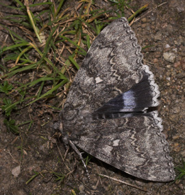 Blå Ordensbånd, Catocala fraxini. Hakafors, Småland, Sverige. d. 8/9 2007. Fotograf: Lars Andersen