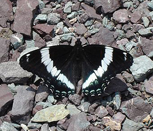 Banded Purple, Basilarchia arthemis. Cape Breton Highlands National Park, Nova Scotia, Canada. d. 19 juli 2007. Fotograf: Bjrn Brndsted