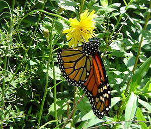 Monark, Danaus plexippus. Cape Chignecto National Park, Nova Scotia, Canada. d. 27 juli 2007. Fotograf: Bjrn Brndsted