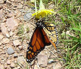 Monark, Danaus plexippus. Cape Chignecto National Park, Nova Scotia, Canada. d. 27 juli 2007. Fotograf: Bjrn Brndsted