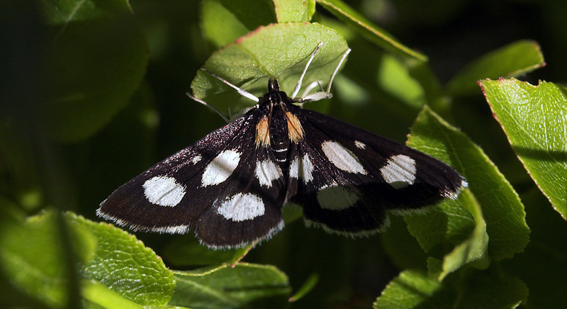 Vitfläckigt ängsmott, Anania funebris. Pålnovik nord for Torneträsk, Lappland, Sverige/Norge. 460 m. d. 2 juli 2007. Fotograf: Lars Andersen