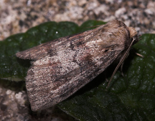 Cymatophorima diluta. Hakafors, Småland, Sverige. d. 8/9 2007. Fotograf: Lars Andersen