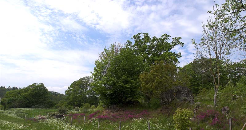 Lokaliteten for Mnemosyne med en stor blomsterstand af Tjrenellike og masser af skrmplanten Hundepersille. Blekinge. d. 26 maj 2007. Fotograf: Trolls Melgaard
