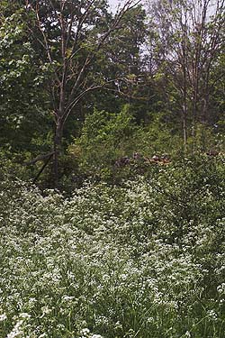 Lokaliteten for Mnemosyne. I bunden af Vild Krvel, Anthriscus sylvestris ligger resterne af de visne Lrkespore. Hvor pupper af Mnemosyne ligger gemt! Ronneby, Blekinge. d. 26 maj 2007. Fotograf: Lars Andersen