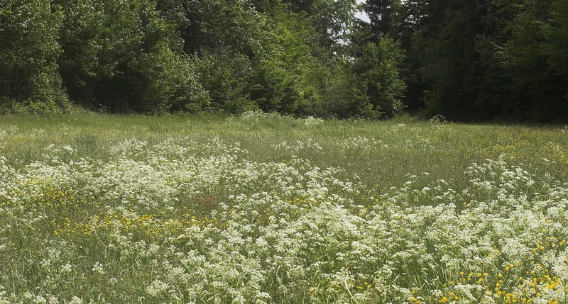 Engdrag med Vild Krvel, Anthriscus sylvestris hvor Mnemosyne hanner patrujerer. Ronneby, Blekinge. d. 3 juni 2007. Fotograf: Lars Andersen