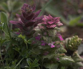 Pyramide-Lbels, Ajuga pyramidalis. Ronneby, Blekinge. 2 juni 2007. Fotograf: Lars Andersen