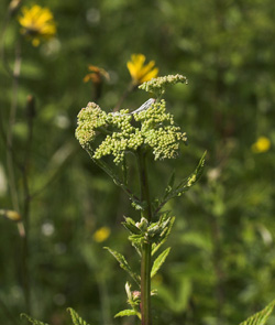 Almindelig Mjødurt, Filipendula ulmaria. Högestads Mosse Naturreservat. Ystad. Skåne, Sverige. d. 17 juni 2007. Fotograf: Lars Andersen