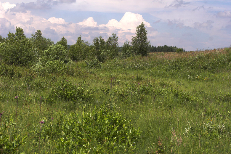 Lokaliteten for Mørk pletvinge. Högestads Mosse Naturreservat. Ystad. Skåne, Sverige. d. 17 juni 2007. Fotograf: Lars Andersen