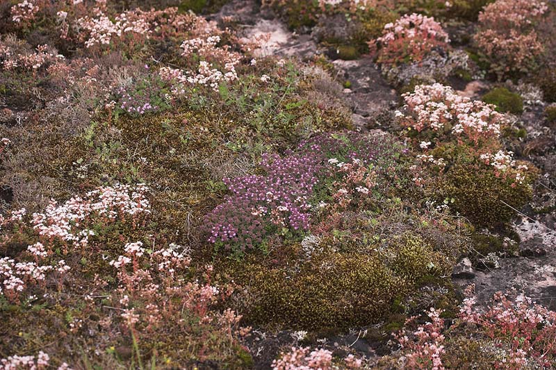 Lokalitet for Hvidrandet blfugl. Alvar, land, Sverige. d. 15 juli 2007. Fotograf: Lars Andersen