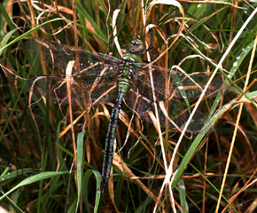 Kejserguldsmed, Anax imperator, er en af de strste europiske guldsmede. Vitemlla, stlige Skne, Sverige. d. 21 juli 2007. Fotograf: Lars Andersen 