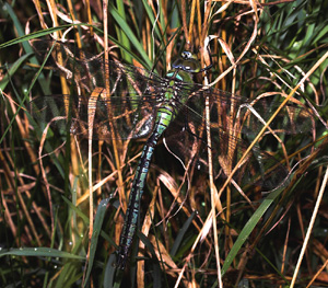 Kejserguldsmed, Anax imperator, er en af de største europæiske guldsmede. Vitemölla, østlige Skåne, Sverige. d. 21 juli 2007. Fotograf: Lars Andersen 