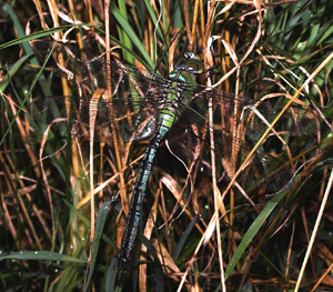 Kejserguldsmed, Anax imperator, er en af de strste europiske guldsmede. Vitemlla, stlige Skne, Sverige. d. 21 juli 2007. Fotograf: Lars Andersen 