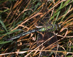 Kejserguldsmed, Anax imperator, er en af de største europæiske guldsmede. Vitemölla, østlige Skåne, Sverige. d. 21 juli 2007. Fotograf: Lars Andersen 