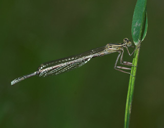 Fjerbenet vandnymfe, Platycnemis pennipes. Brkna-Hoby, Blekinge, Sverige d. 14 juli - 2007. Fotograf: Troells Melgaard