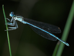 Fjerbenet vandnymfe, Platycnemis pennipes. Brkna-Hoby, Blekinge, Sverige d. 14 juli - 2007. Fotograf: Troells Melgaard