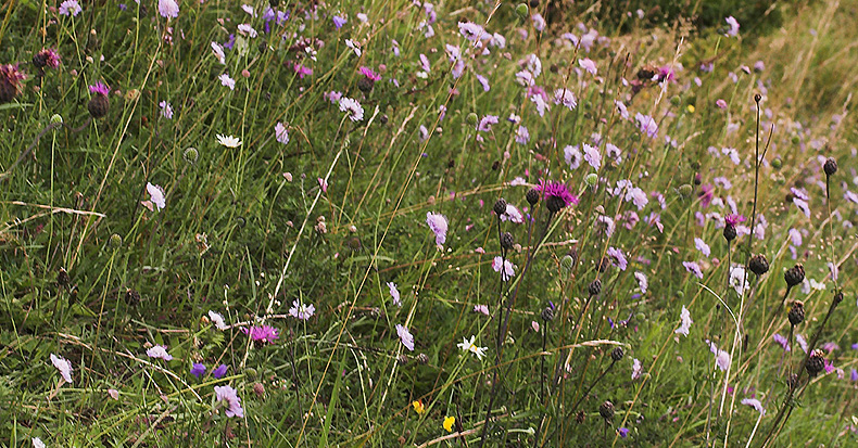 Lokalitet for Fransk Bredpande, Pyrgus armoricanus. Benestads backar, Sydlig Skne, Sverige. d. 21 Juli 2007. Fotograf: Treoells Melgaard