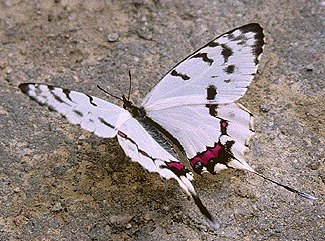 Dragon Swallowtail, Sericinus montela male. China. July 2006. Photographer: Tom Nygaard Kristensen 