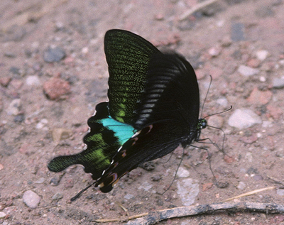 Paris Peacock, Papilio paris male. China. July 2006. Photographer: Tom Nygaard Kristensen 