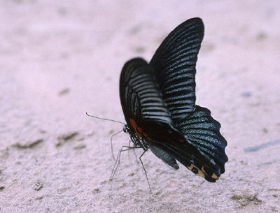 Great Mormon, Papilio memnon male. China. july 2006. Photographer: Tom Nygaard Kristensen 