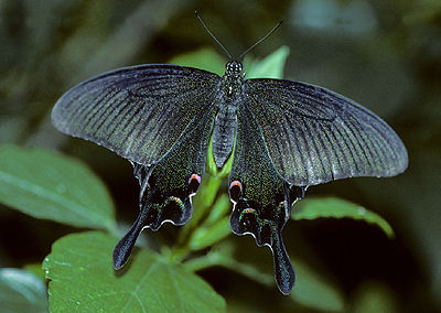 Chineese Peacock, Papilio bianor female. China. July 2006. Photographer: Tom Nygaard Kristensen 