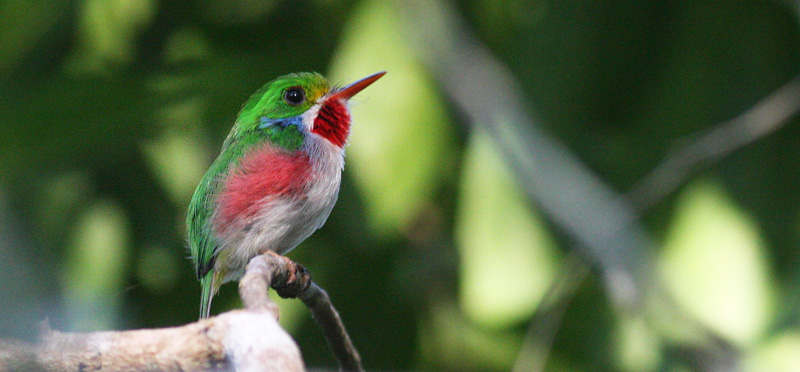 Cuban tody, Todus multicolor (Gould, 1837). Cayo Coco, Cuba d. 21 march 2020. Photographer; Erling Krabbe