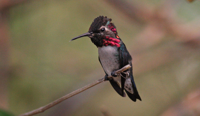 Bee Hummingbird, Mellisuga helenae (Lembeye, 1850). Cuba d. 17 march 2020. Photographer; Erling Krabbe