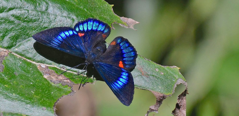 White-dashed Metalmark, Necyria duellona ssp. diva. Otun Quimbaya, Colombia d. 19 september 2019. Fotograf; Hanne Christensen