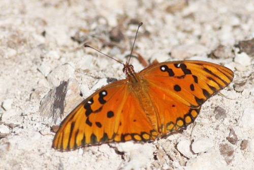 Gulf Fritillary, Agraulis vanillae insularis.  Cayo Coco, Cuba d. 21 march 2020. Photographer; Erling Krabbe