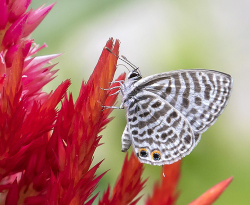 Zebra Blue, Leptotes plinius (Fabricius, 1793). Queen Sirikit Park, Bangkok Thailand d. 25 february 2020  Photographer; Knud Ellegaard