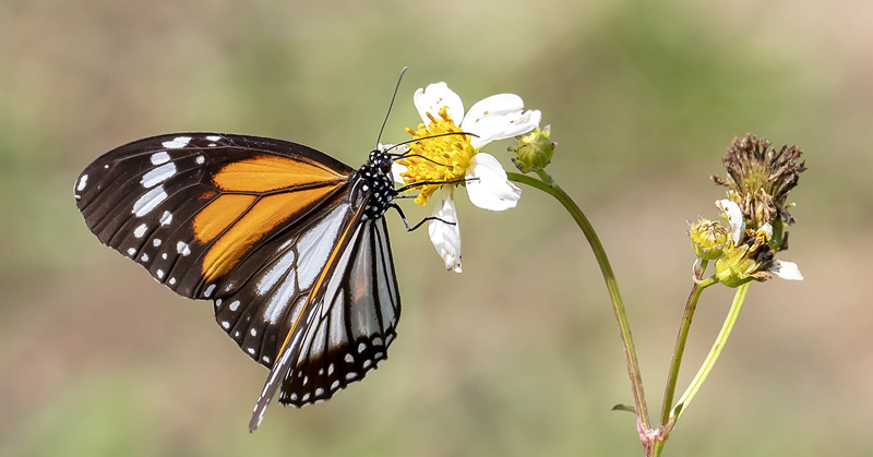 White Tiger, Danaus melanippus ssp. indicus (Fruhstorfer, 1899). Khao Lak, Thailand d. 28 february 2020. Photographer; Knud Ellegaard