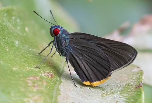 Fringed Redeye, Matapa cresta (Evans, 1949). Khao Lak-Lam Ru National Park, Thailand d. 1 march 2020. Photographer; Knud Ellegaard