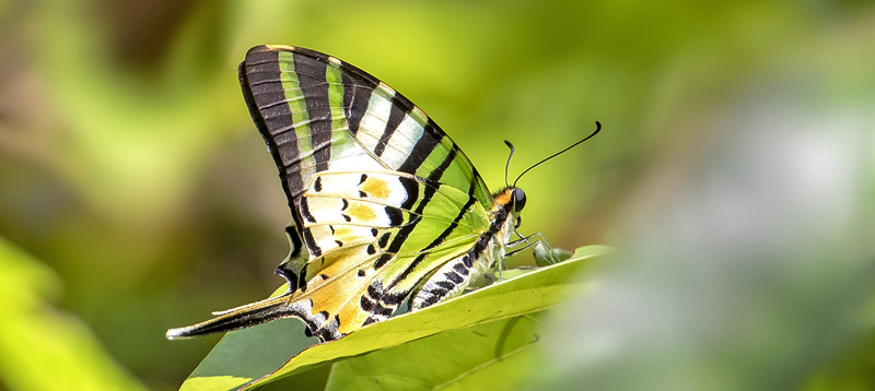 Fivebar Swordtail, Graphium antiphates (Cramer, 1775).. Khao Lak-Lam Ru National Park, Thailand d. 1 march 2020. Photographer; Knud Ellegaard