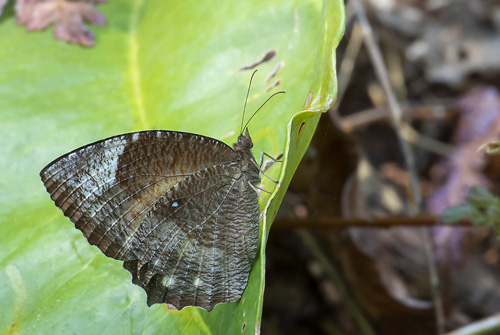 Common Palmfly, Elymnias hypermnestra (Linnaeus, 1763).,Khao Lak-Lam Ru National Park, Thailand d. 1 march 2020.. Photographer; Knud Ellegaard