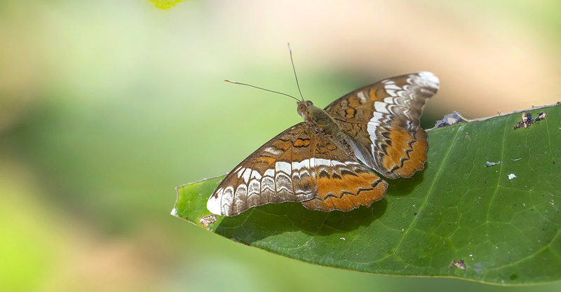 Knight, Lebadea martha (Fabricius, 1787). Khao Sok National Park, Thailand d. 2 march 2020. Photographer; Knud Ellegaard