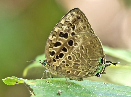 Lilac Oakblue, Arhopala camdeo (Moore, 1858). Khao Sok National Park, Thailand d. 3 march 2020.  Photographer; Knud Ellegaard