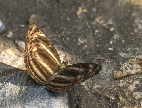 Dingiest Sailer, Neptis harita Moore, (1875). Khao Sok National Park, Thailand d. 3 march 2020.  Photographer; Knud Ellegaard