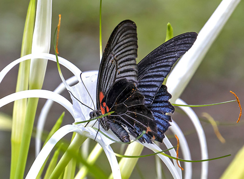 Great Mormon, Papilio memnon ssp. agenor (Linnaeus, 1768). Khao Sok National Park, Thailand d. 3 march 2020. Photographer; Knud Ellegaard