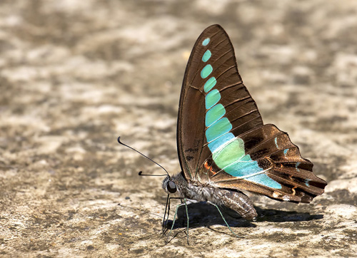 Common Bluebottle, Graphium sarpedon ssp. luctatius (Fruhstorfer, 1907).  Khao Sok National Park, Thailand d. 5 march 2020. Photographer; Knud Ellegaard